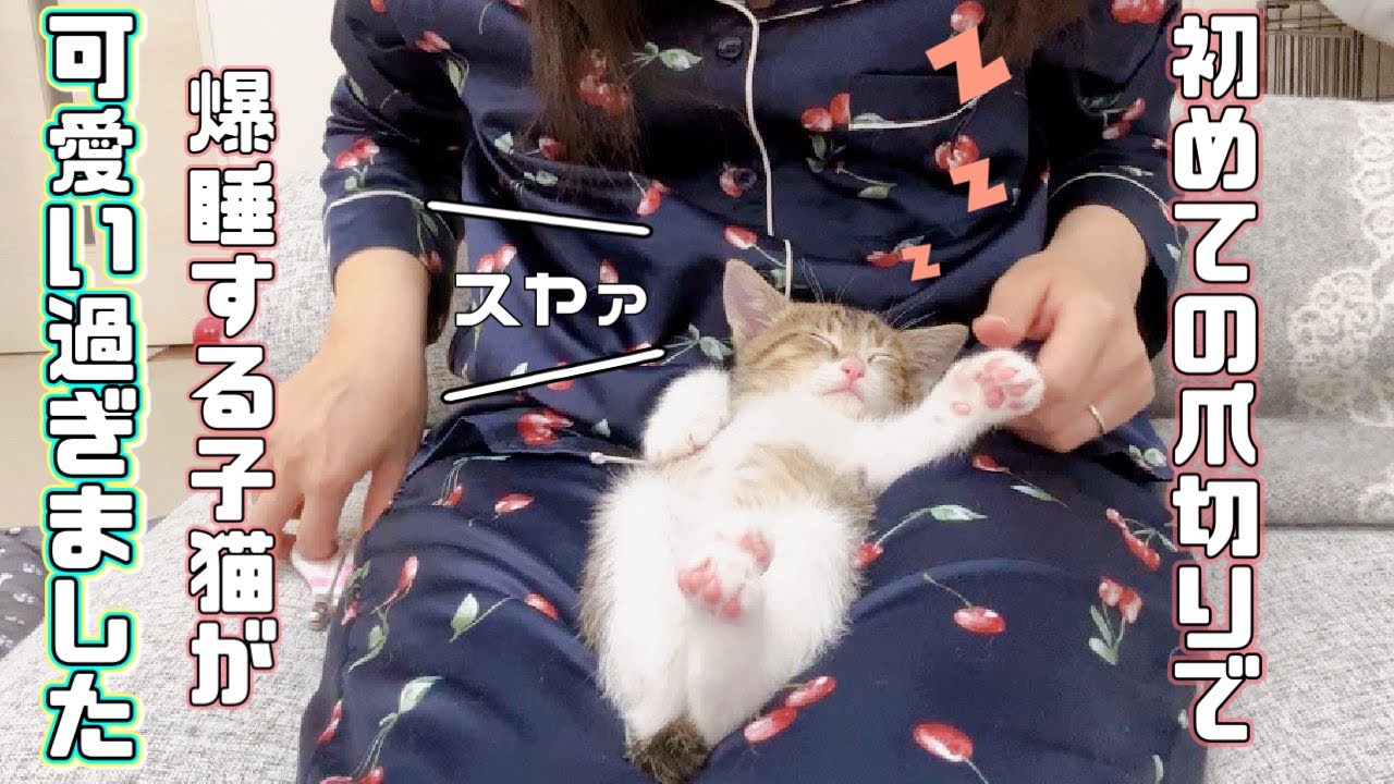 【保護猫】初めての爪切りで爆睡する子猫が可愛いすぎましたｗ