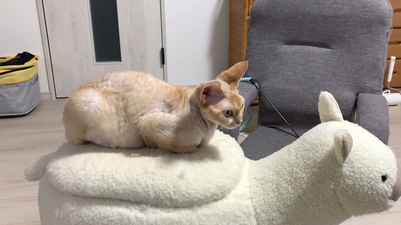 デボンレックス猫がアルパカのパーちゃんと一体化しています(Devon Rex cat looks like being integrated in the alpaca-shaped chair)