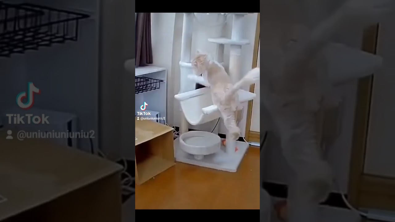 誤魔化し方もかわいい子猫 #ラガマフィン #猫動画 #子猫 #cat #癒し