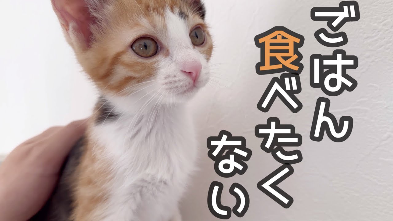 子猫がご飯の食べが悪いです…【質問コーナー】