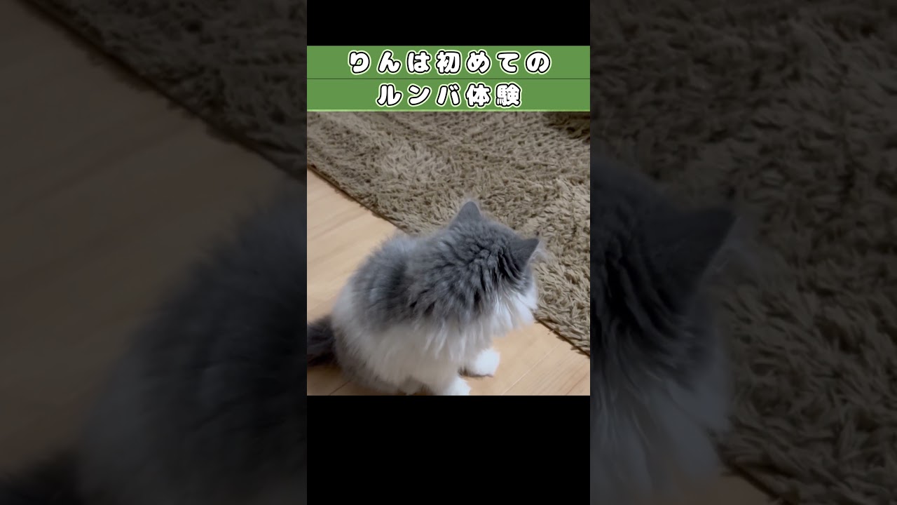 【対ルンバ　初心者と上級者対応の違い】　#shorts　#ラガマフィン　#子猫