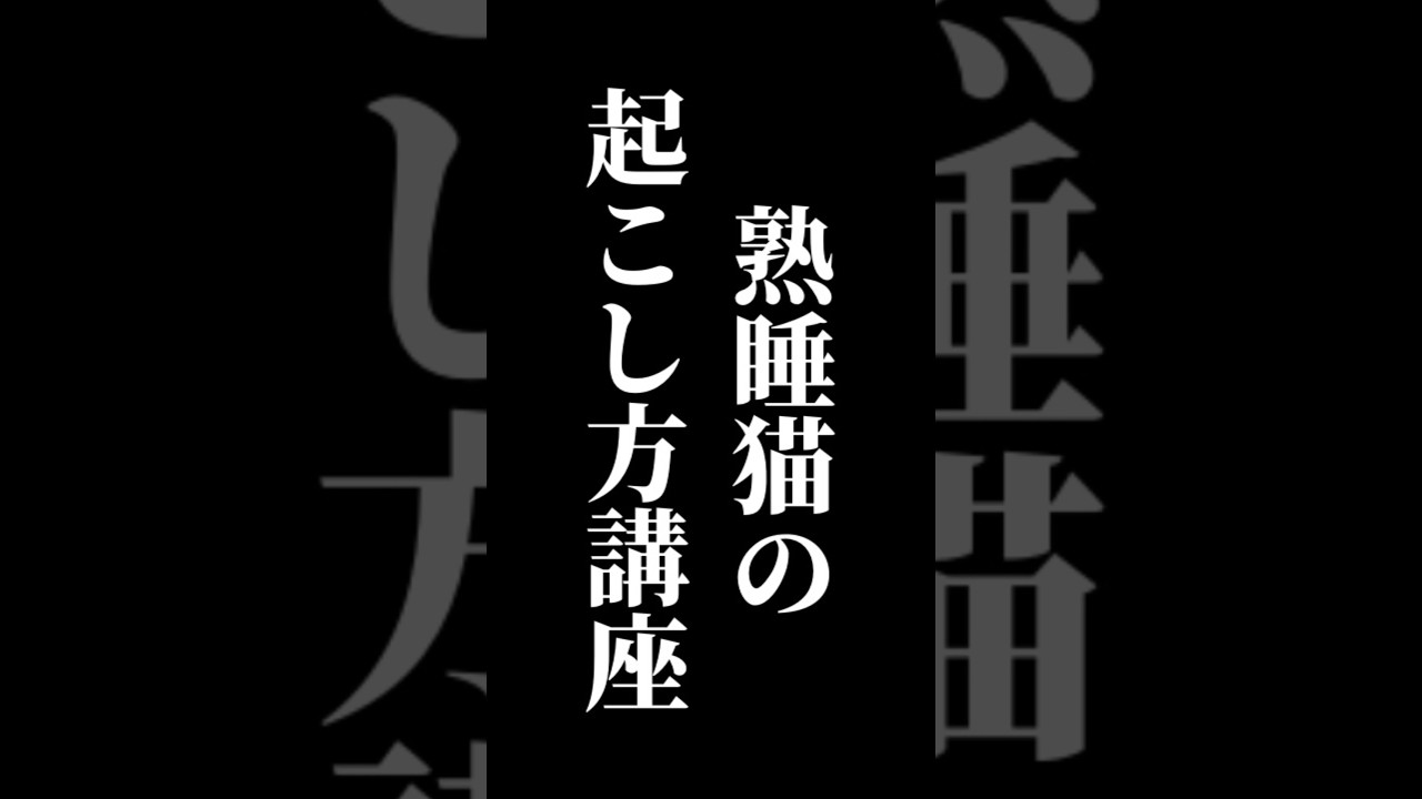 熟睡猫の起こし方講座 #shorts