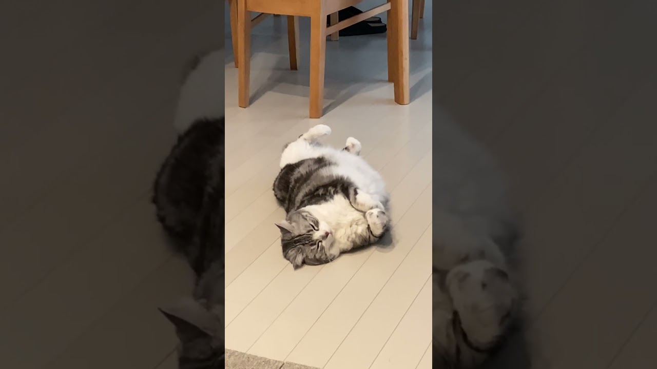 【スコティッシュフォールド】ひめ!お腹いっぱいごろごろタイム!かわいい!猫好き!sweet cats full on the floor!
