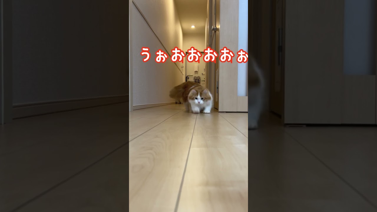 迫り来るマンチカン