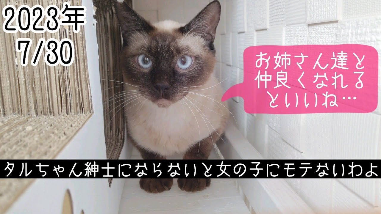 【保護猫】シェルターの人(🐱)間模様、関係性配慮は必須事項　#里親募集中