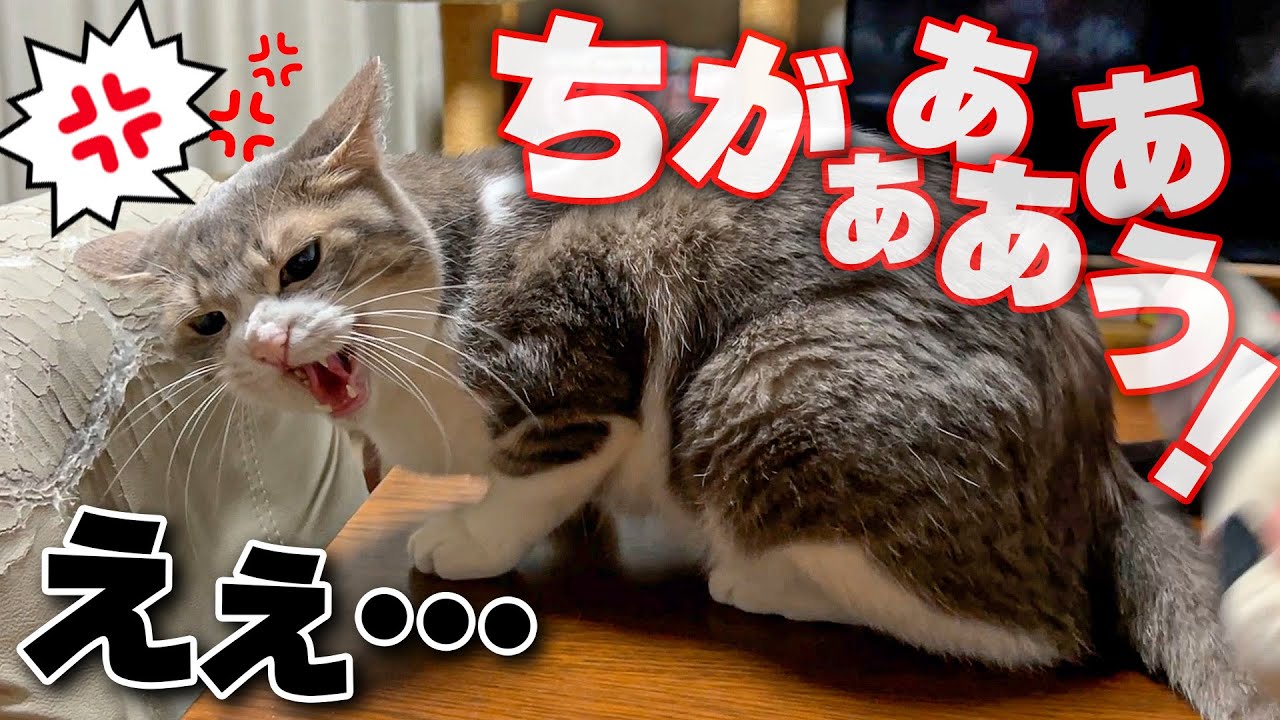 とんでもない理由で自分を拾った主にブチギレてしまう元捨て猫が怖すぎました…