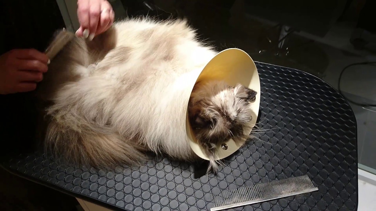 Drying.Tenko,POPS Himalayan.POPSヒマラヤンのドライング