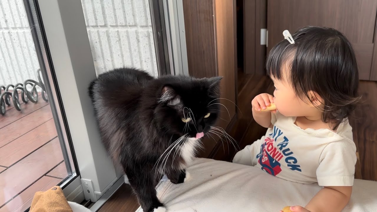 寝る前にフミフミ甘える猫　ノルウェージャンフォレストキャットA cat that is always with you when you sleep. Norwegian Forest Cat.