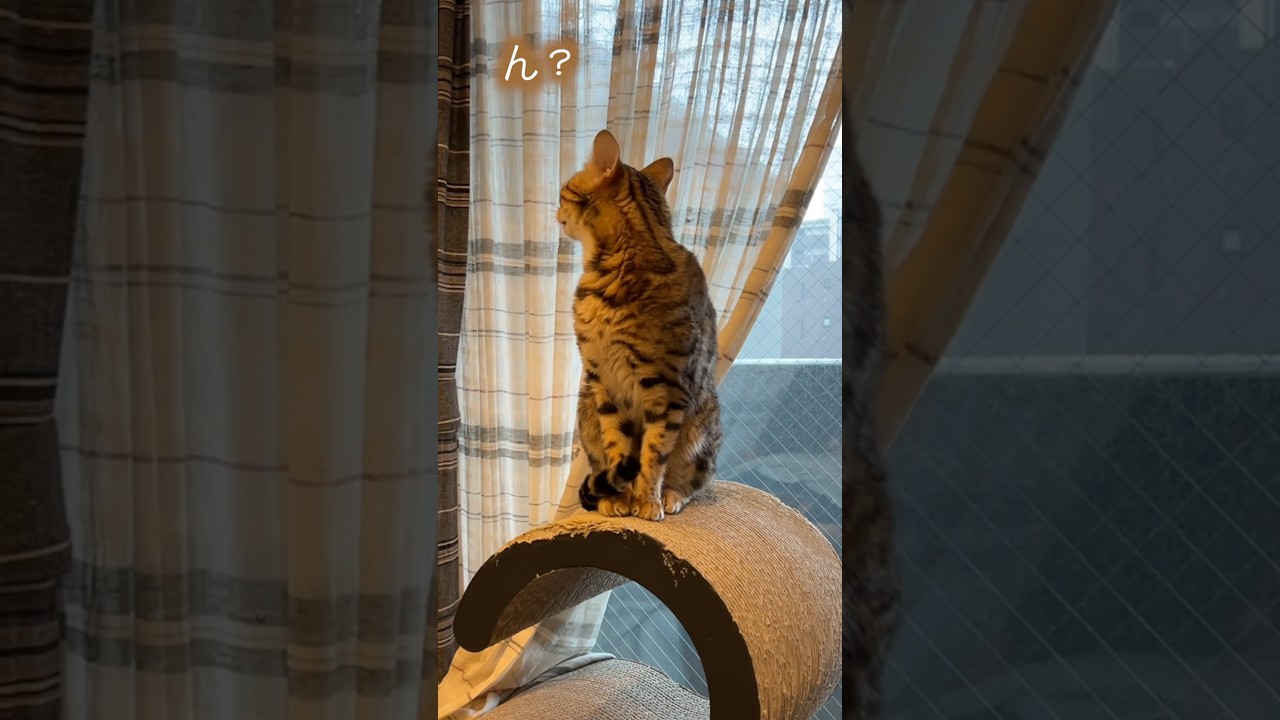 妻が雷を鳴らしていると思っている猫　#ベンガル #ルトロゼ #猫