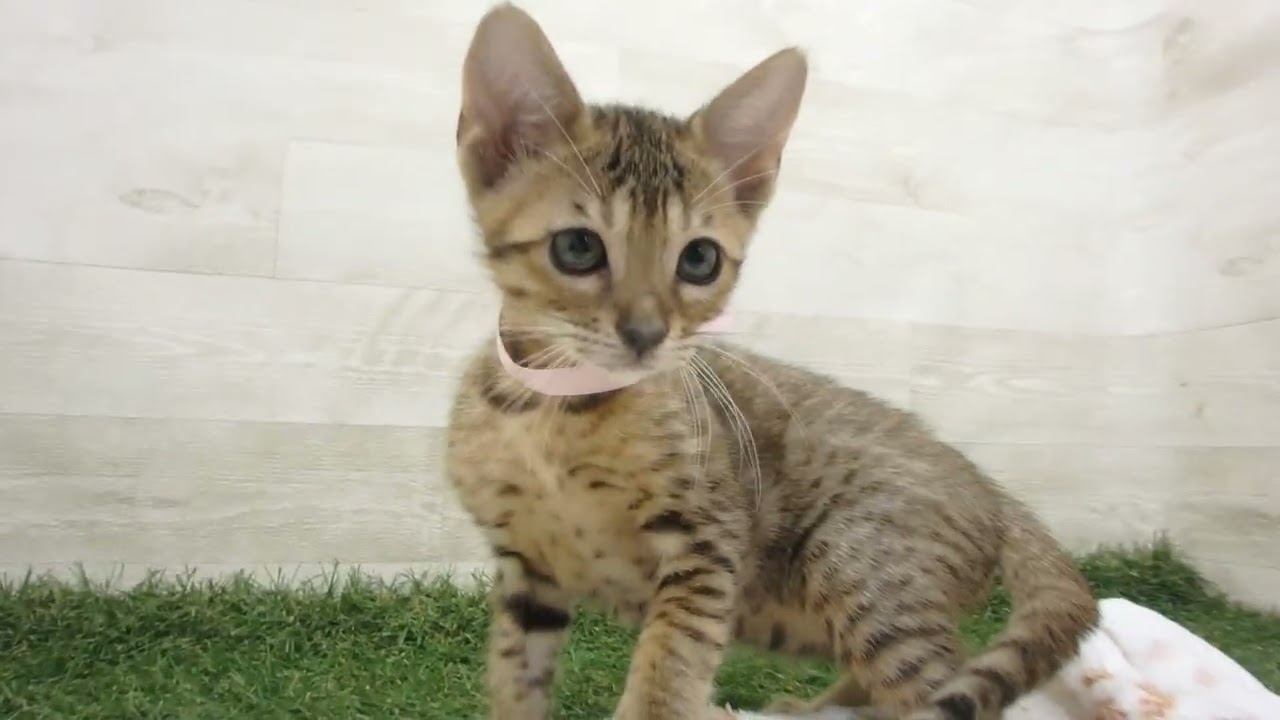 Coo&RIKU　No00643366 エジプシャンマウ