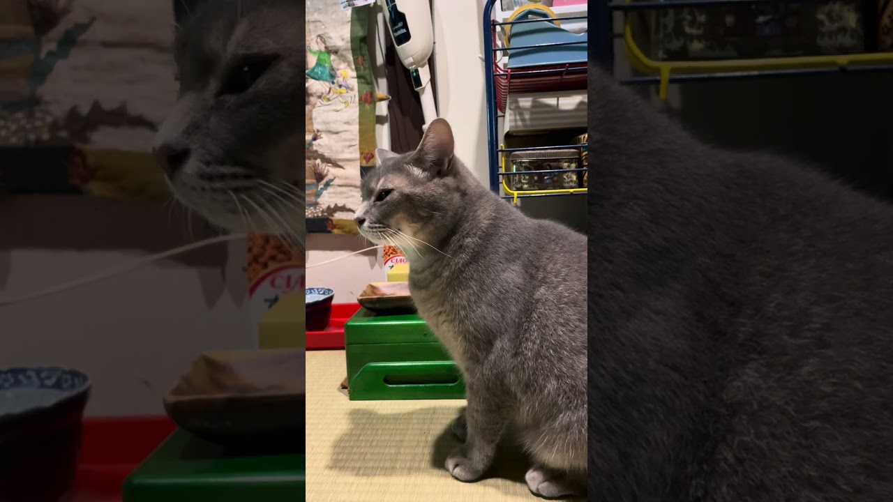 #風の猫　お皿は持ってきたのに忘れていて..　一緒に2階に上がって..　おじいちゃんに報告してから朝ごはんを食べ始める猫・・・