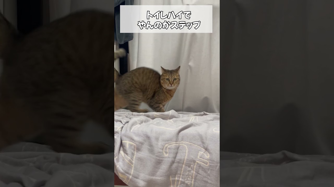 気持ちよくう〇ちした後だけオラつきだす猫　#shorts