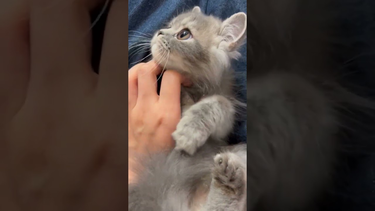 ペルシャ 顔可愛い💕目がデカい🇮🇷ペルシャ兄弟