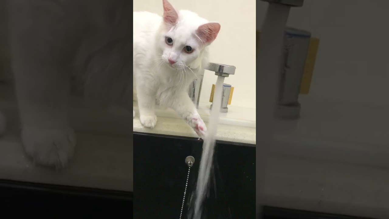 ねこお風呂あるある