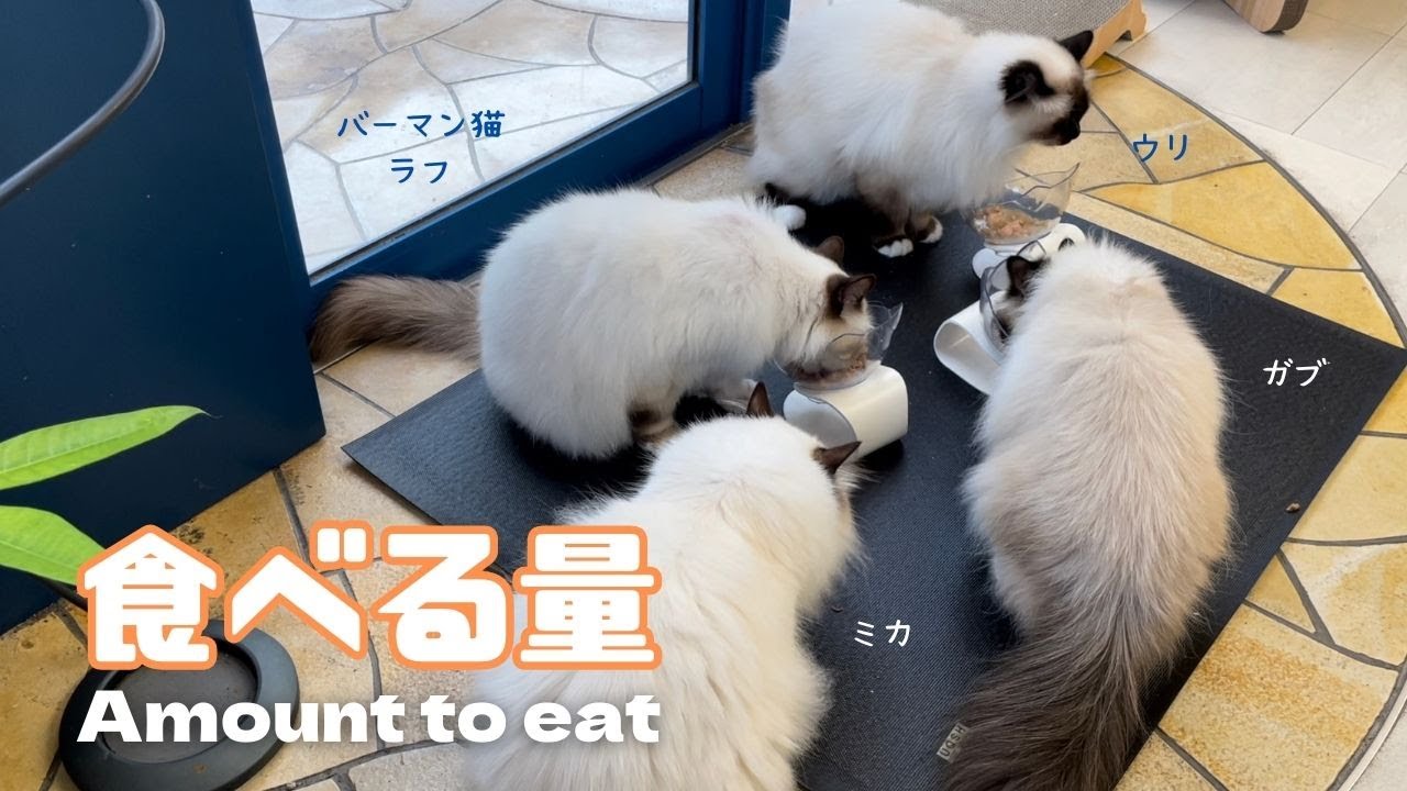 バーマン猫ミカとラフとガブとウリ【食べる量】Amount to eat（バーマン猫）Birman/Cat
