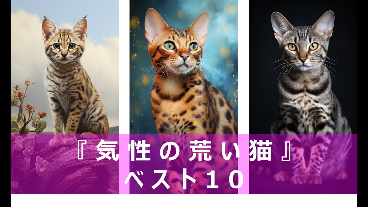 【人気の猫】攻撃的な猫たち！気性の荒い猫ベスト10