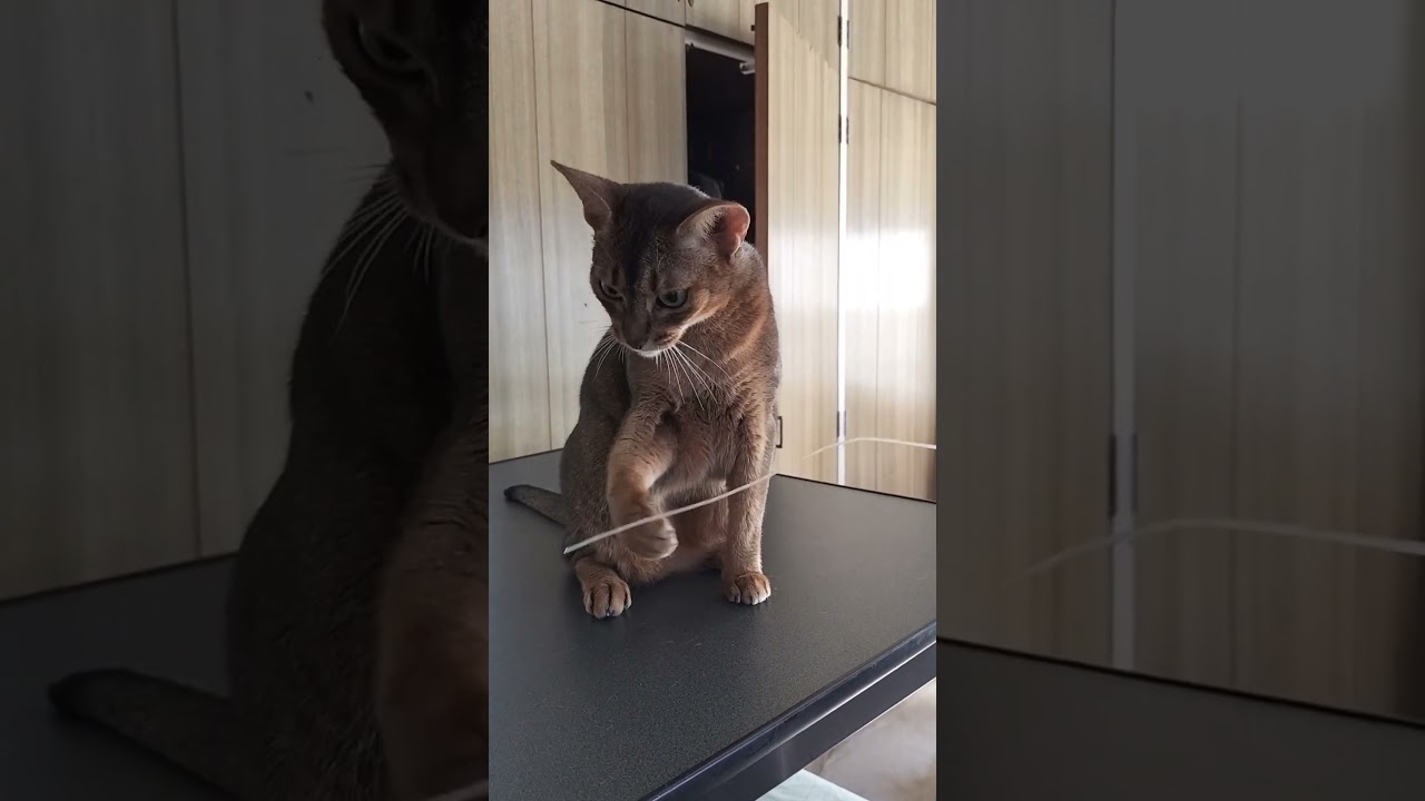 ネコ動画あび＃1877　#shorts　あびの毎日　アビシニアン　あび