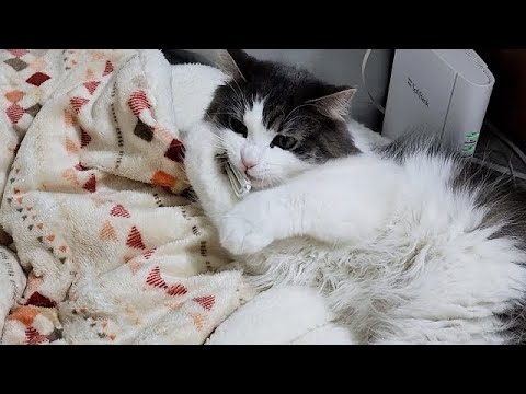 ノルウェー猫が部屋の中でせっせと集めるものとは…？