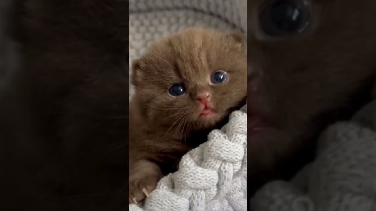 Brown Cats Fuuny #cats #cat #catlaughs