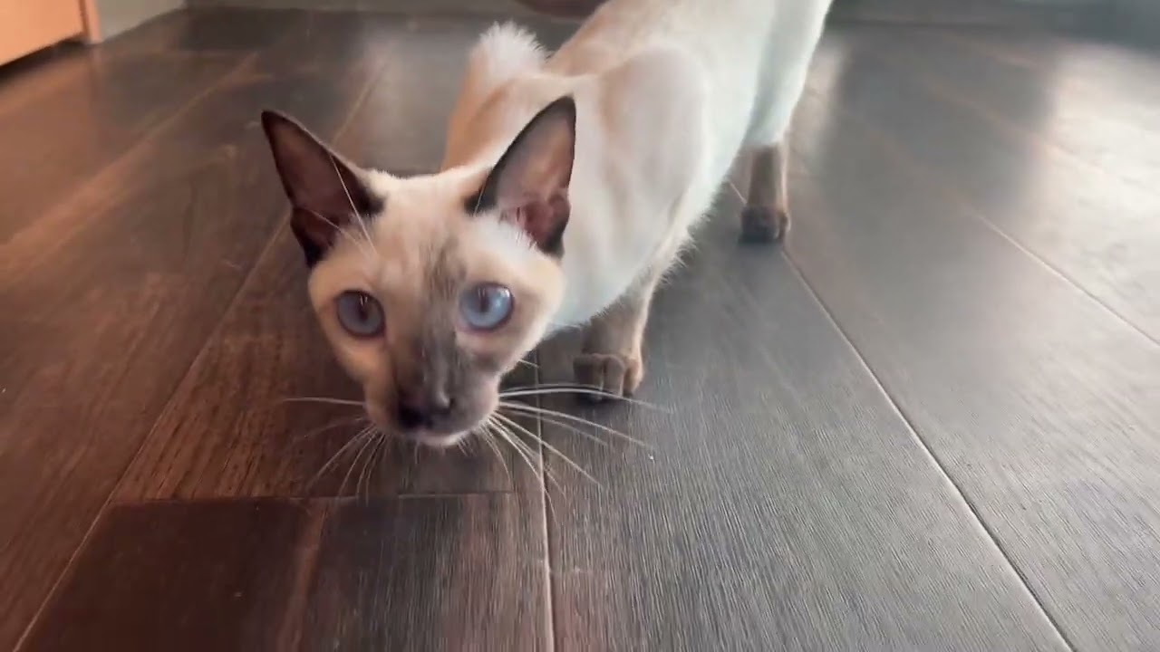 ペットショップCoo&RIKU　598557　トンキニーズ