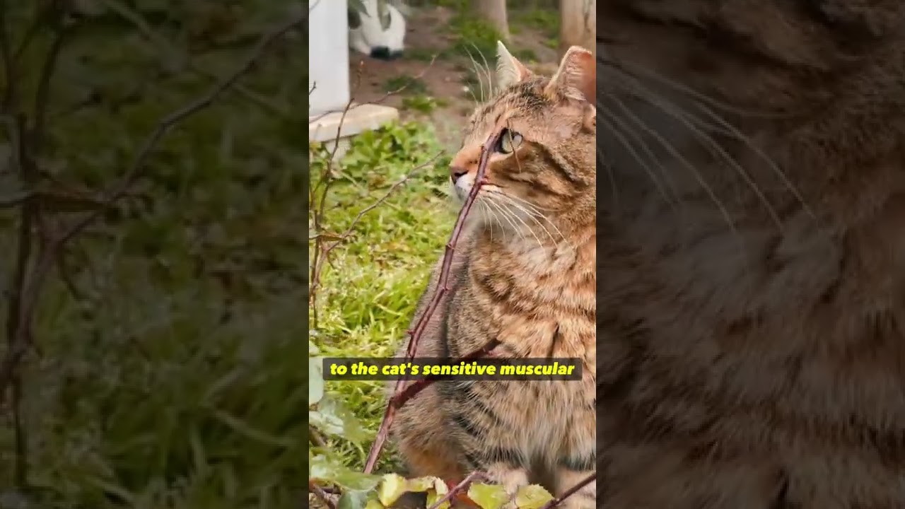 Cat facts - whiskers are important #shorts