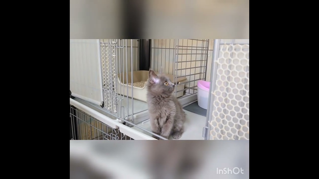 サイベリアン 希少☆ブルーソリッド　人懐っこい女の子♡