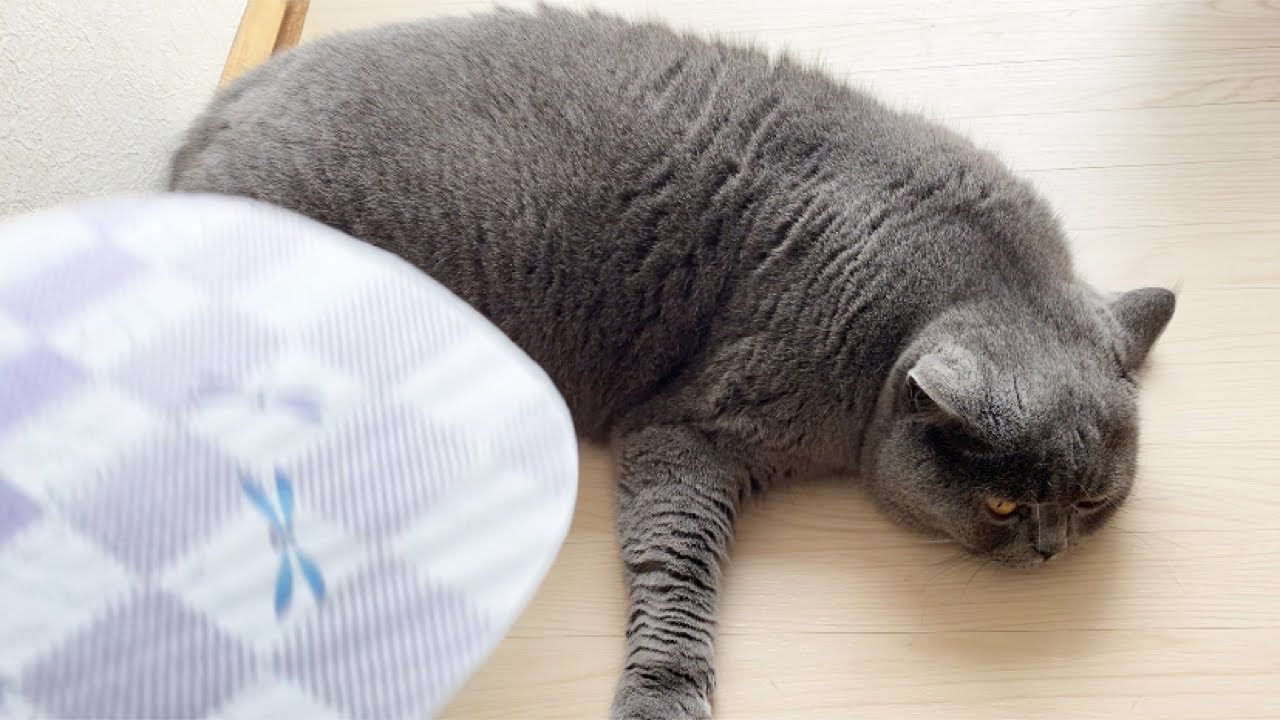 【Brilog 094】消費カロリーをゼロにしたがる猫の夏☀️🦭／ブリティッシュショートヘア