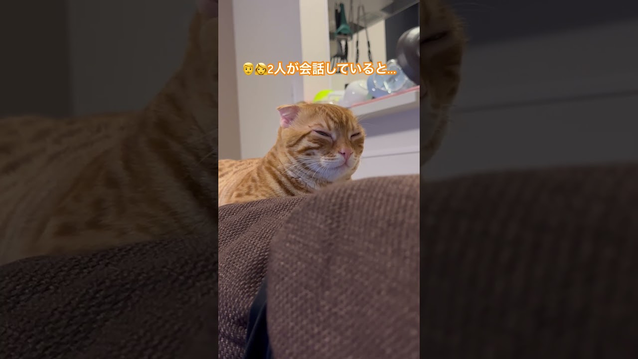 2人の会話は子守唄〜🐈 #猫 #キンカロー #cat #catlover #catlovers #catvideo #고양이 #猫のいる暮らし #catvideos #子猫