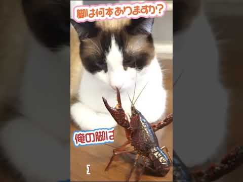 ザリガニに猫が質問したら激怒されてしまった! #shorts If a cat asks a crawfish a question