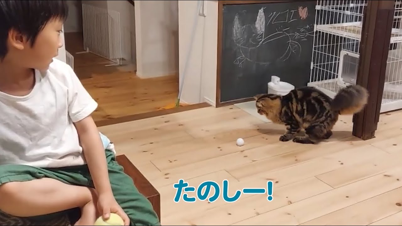 テニスボールやゴルフボールで興奮のサイベリアン子猫