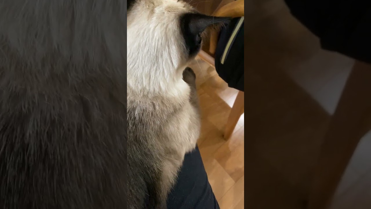 【2023.08.03】今日のシャム猫のふくさん（音無し）【たぬき猫】 #shorts