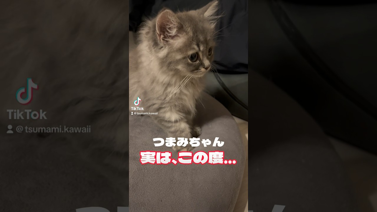 実はこの度・・・！#ラガマフィン #つまみちゃん #かわいい #kitten #猫 #cat #子猫 #shorts #おすすめ