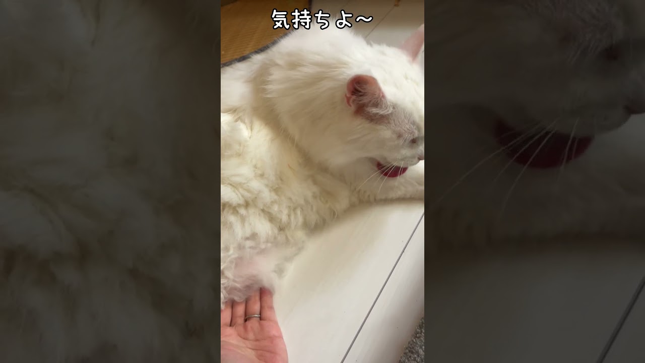 白メインクーンのお腹