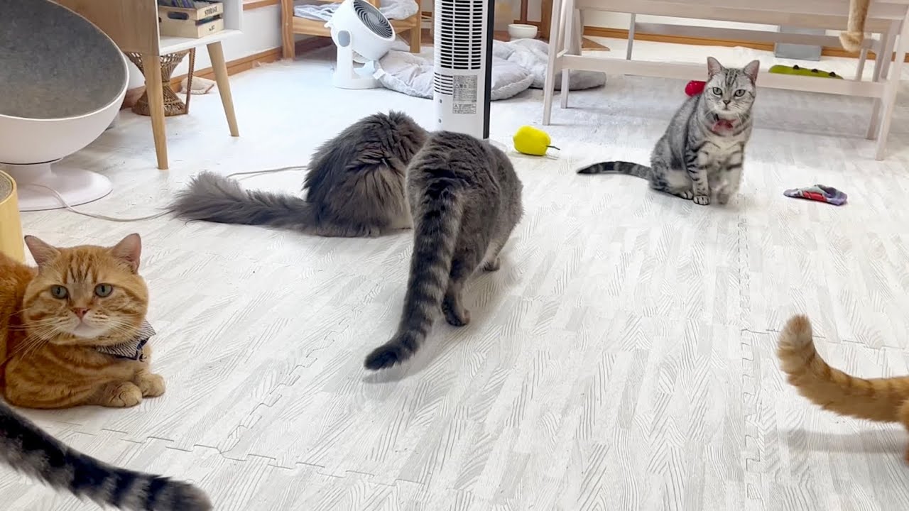 呼ばれてやってきて褒められて何故かすねるあいちゃん