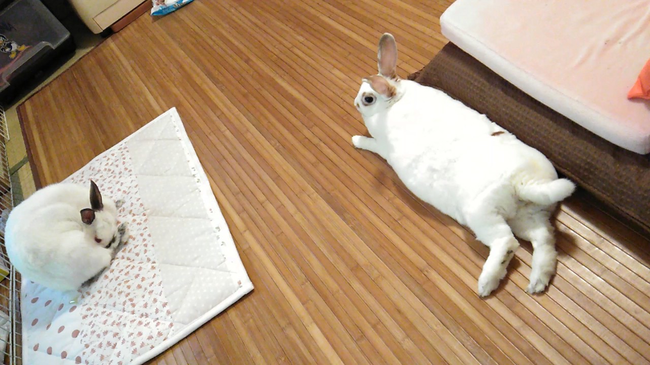 踏まれて怒るうさぎ ヒマラヤン ミニレッキス