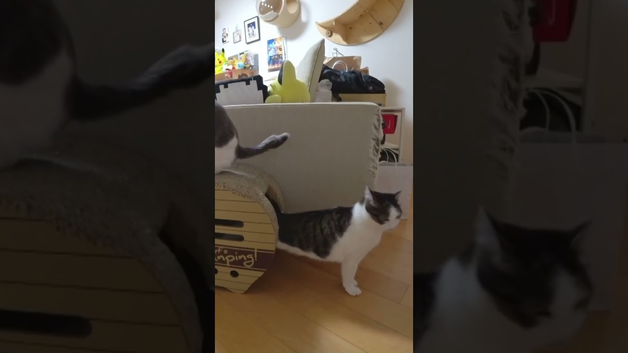 【保護猫活動】サンシャイン池崎家のりしお、涙の卒業式