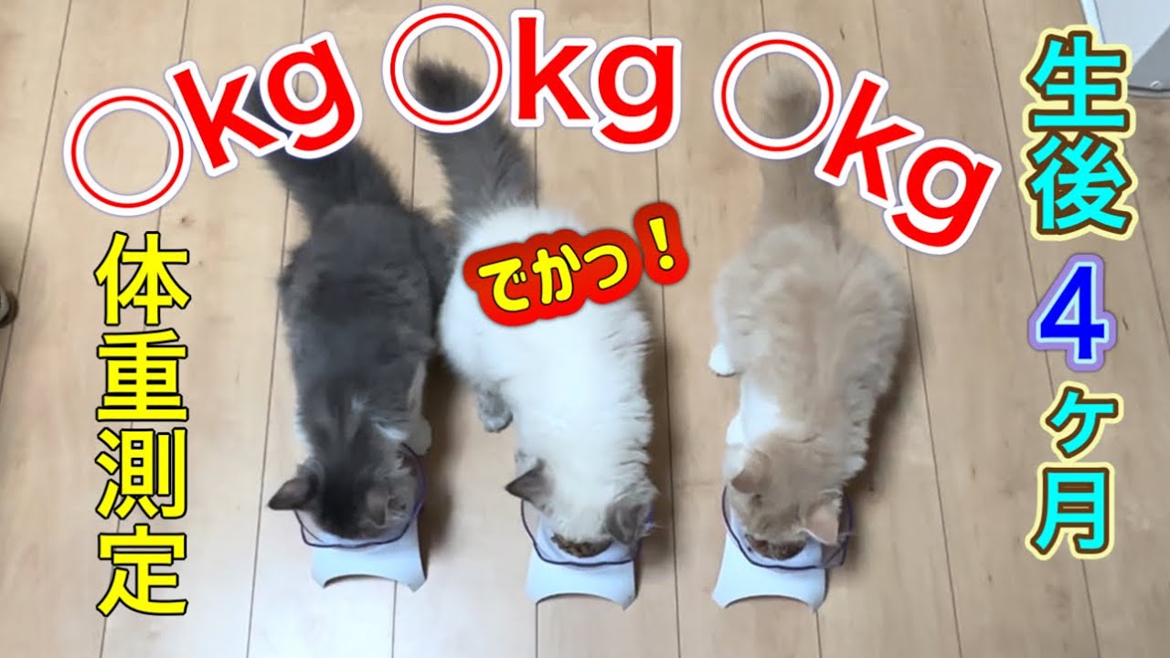 抜き打ち体重測定　大きい子猫　サイベリアン　kitten siberian exotic 多頭飼いの日常