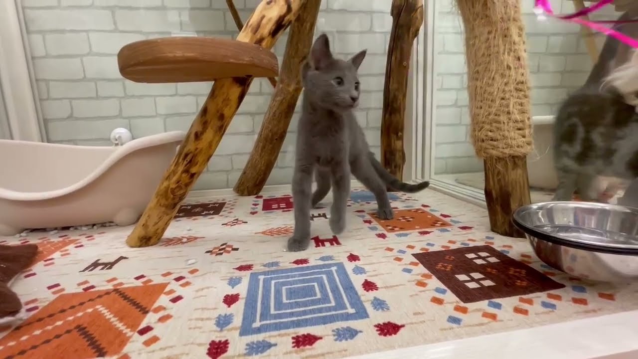 ロシアンブルー♂2023.5/30生まれ