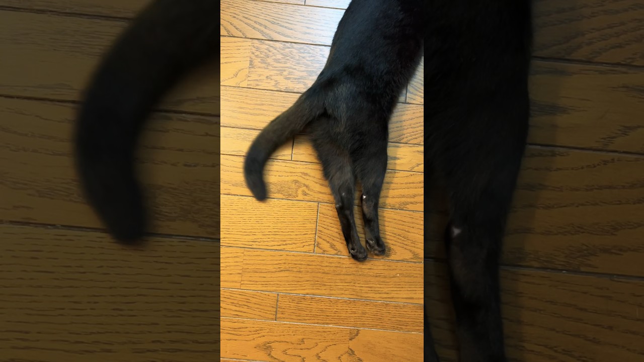 ビートを刻む🐈‍⬛　#猫 #cat #るな #保護猫 #cute #cutecat #cutekitty #kitty #kittycat #保護子猫