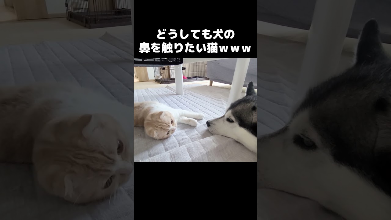 どうしても犬の鼻を触ってみたい猫がこちらです...笑#shorts