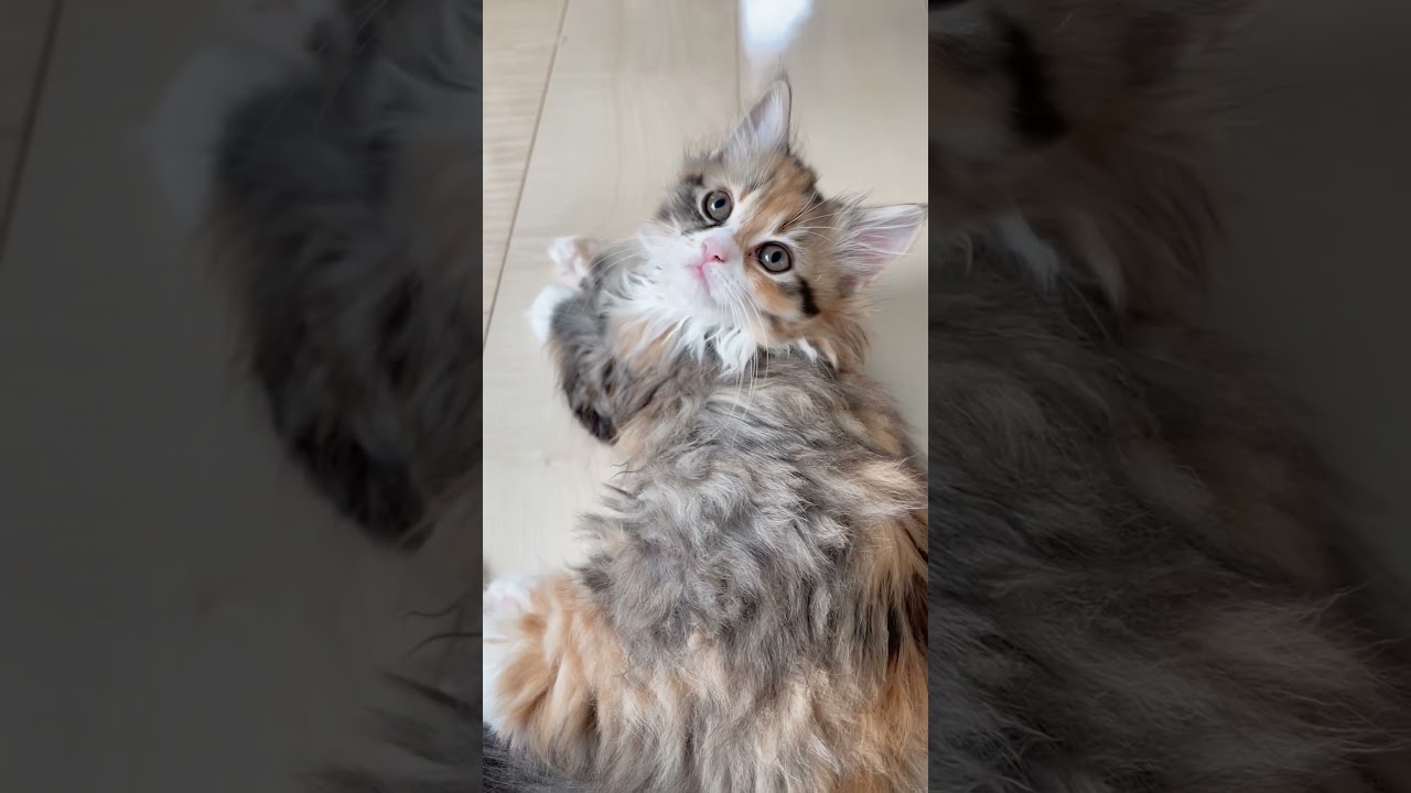 ミヌエット女の子🩷 【お問合せ詳細は説明欄に記載あります】 #猫 #マンチカン #ミヌエット #子猫販売 #猫のいる暮らし #猫動画 #ブリーダー直販 #ラパーマ #子猫 #スクーカム