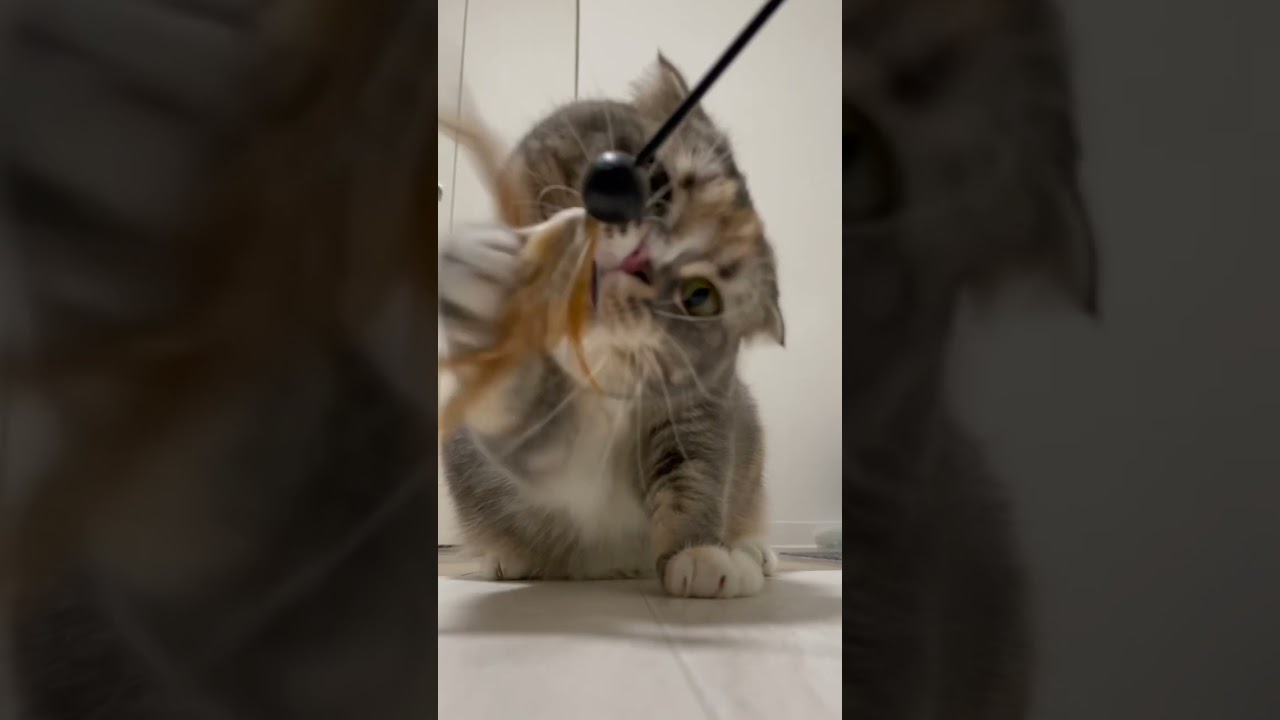 大興奮猫#shorts