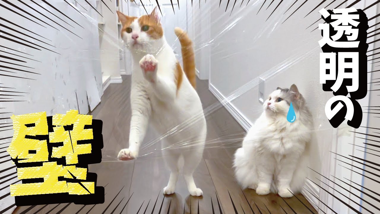新居が透明の壁だらけになっていた猫の反応がこちら【ラップチャレンジ】【関西弁でしゃべる猫】