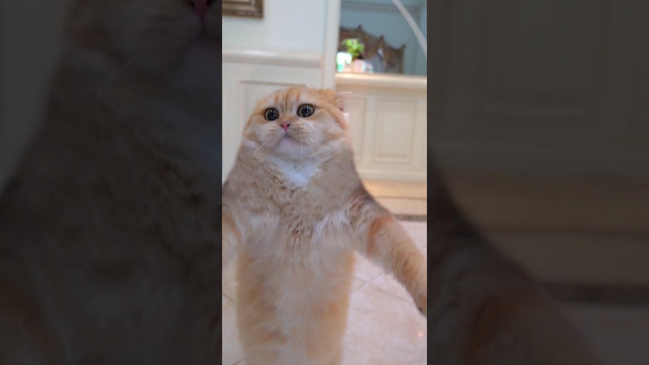 Fat Brown Cat Playing with Rope  #cat #viral #youtube #ytshorts #ytshorts #pet #animal #catvideos