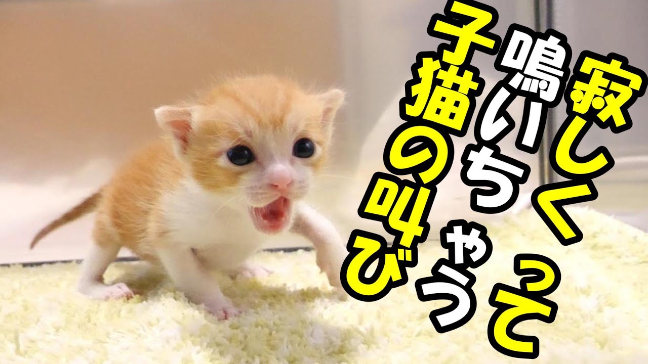 夜中に寂しくて鳴いちゃう子猫【赤ちゃん猫　保護猫】