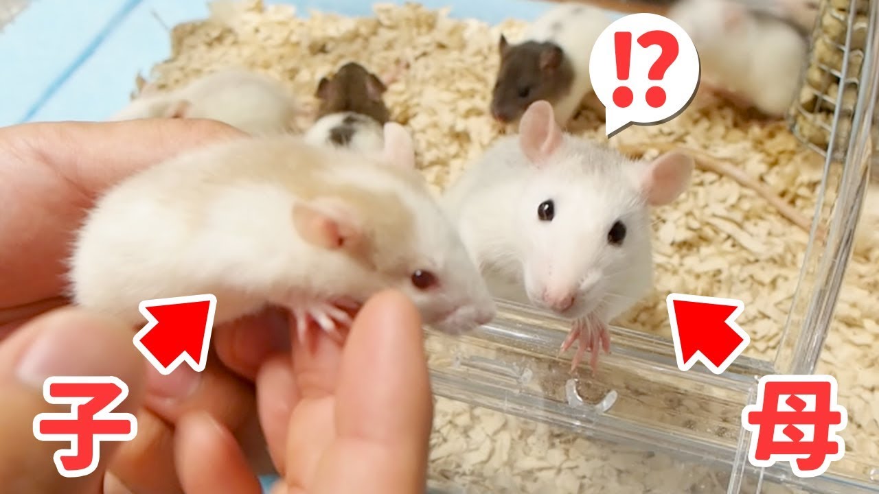 何度子どもを奪っても取り返しにくる母ラットがかわいすぎた