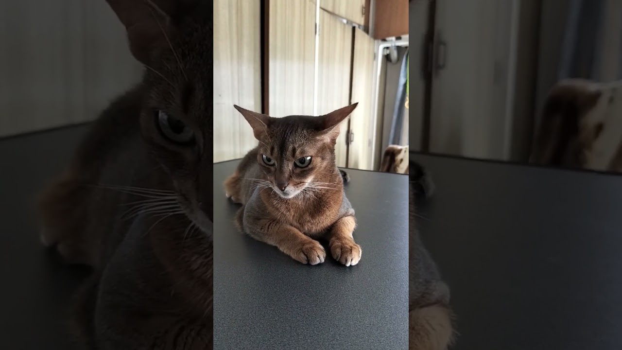 ネコ動画あび＃1857　#shorts　あびの毎日　アビシニアン　あび