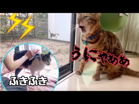 雷雨に果敢に挑む父猫とビショ濡れで逃げてきた野良猫さん