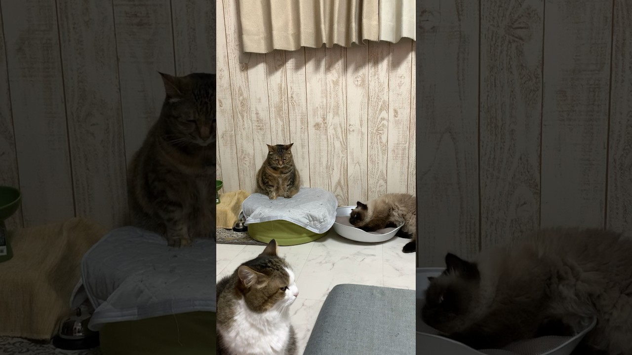 全員集合ー！！ #日常 #猫 #保護猫 #ヒマラヤン #猫のいる生活 #猫のいる暮らし #shorts