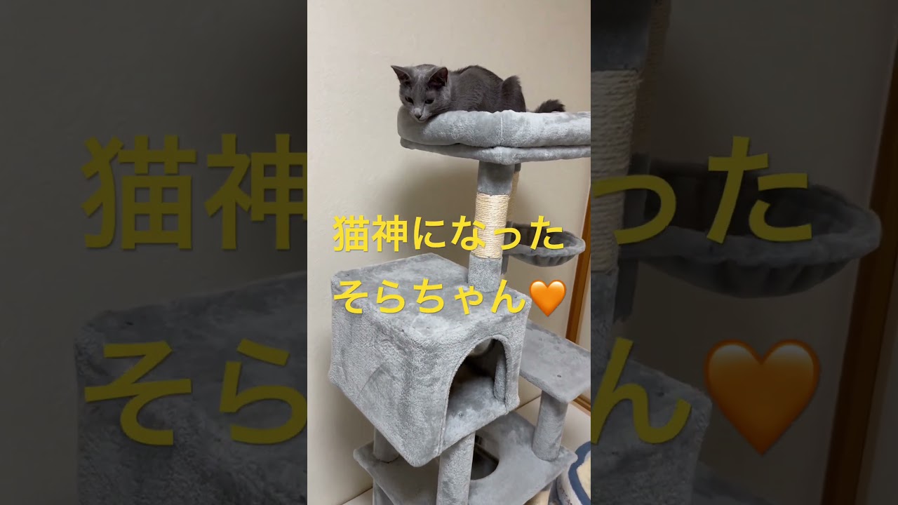 猫神になったそらちゃん🧡（ロシアンブルー）#shorts
